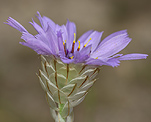 Blaue Rasselblume (Catananche caerulea) [1656 views]