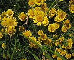 F�rberkamille (Anthemis tinctoria) [3680 views]