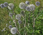 Kugeldistel (Echinops sphaerocephalus), Bienen- [3690 views]