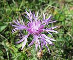 Flockenblume (Centaurea jacea), Wiesen- [4475 views]