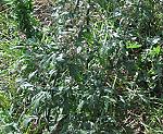 Beifu� (Artemisia vulgaris) [4228 views]