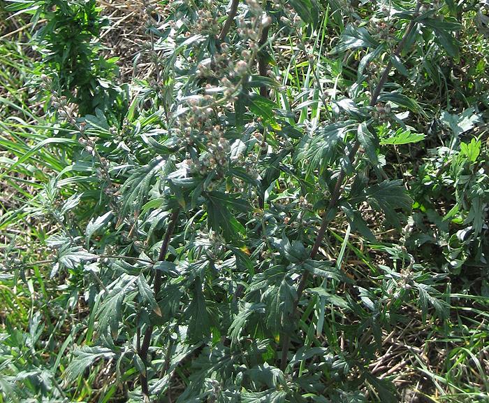 Beifu� (Artemisia vulgaris)