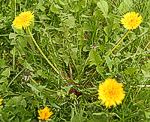 L�wenzahn (Taraxacum officinale) [4408 views]