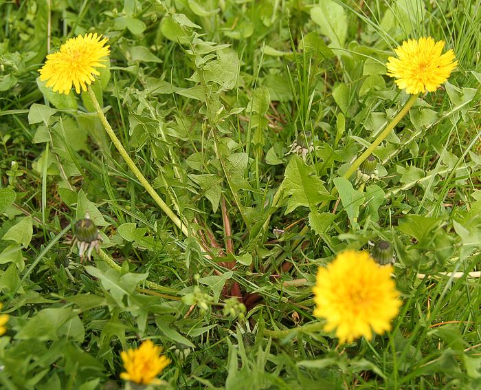 L�wenzahn (Taraxacum officinale)
