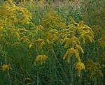 Goldrute (Solidago gigantea), Riesen- [3768 views]