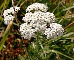 Schafgarbe (Achillea millefolium), Gemeine- [3993 views]
