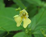 Kleinbl�tiges Springkraut (Impatiens parviflora) [3555 views]