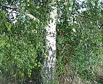 Birke (Betula pendula) [4493 views]