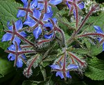 Borretsch (Borago officinalis) [3535 views]