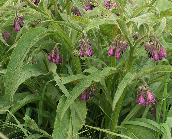 Gew�hnlicher Beinwell (Symphytum officinale)