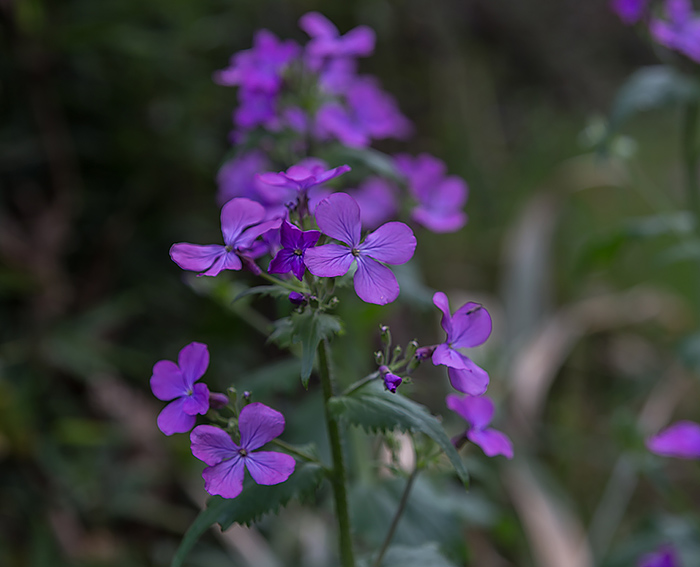 Einj�hriges Silberblatt (Lunaria annua)
