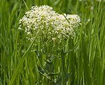 Pfeilkresse (Cardaria draba) [3557 views]
