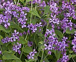 Silberblatt (Lunaria annua), Einj�hriges- [4653 views]