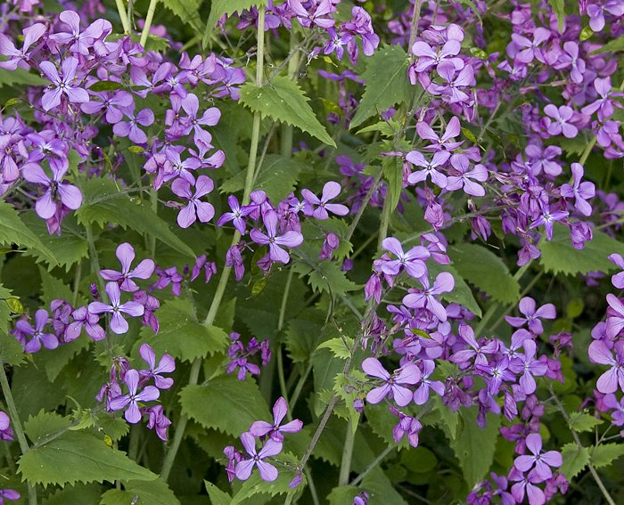 Silberblatt (Lunaria annua), Einj�hriges-