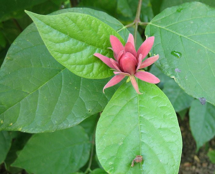 Gew�rzstrauch (Calycanthus floridus)