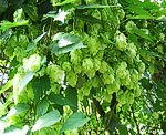 Hopfen (Humulus lupulus) [3861 views]