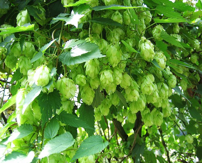 Hopfen (Humulus lupulus)