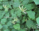 Gei�blatt (Lonicera periclymenum) 1, Wald- [4110 views]