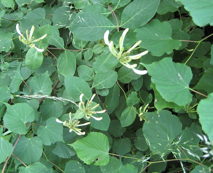 Gei�blatt (Lonicera periclymenum) 1, Wald-