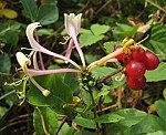 Gei�blatt (Lonicera periclymenum) 2, Wald- [3617 views]