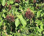 Holunder (Sambucus nigra), Schwarzer [3685 views]