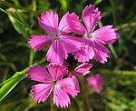 Karth�user-Nelke (Dianthus carthusianorum) [3843 views]