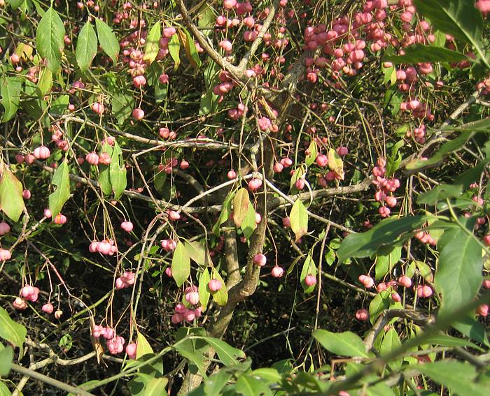 Pfaffenh�tchen (Euonymus europaeus)