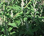 G�nsefu� (Chenopodium album) [3866 views]