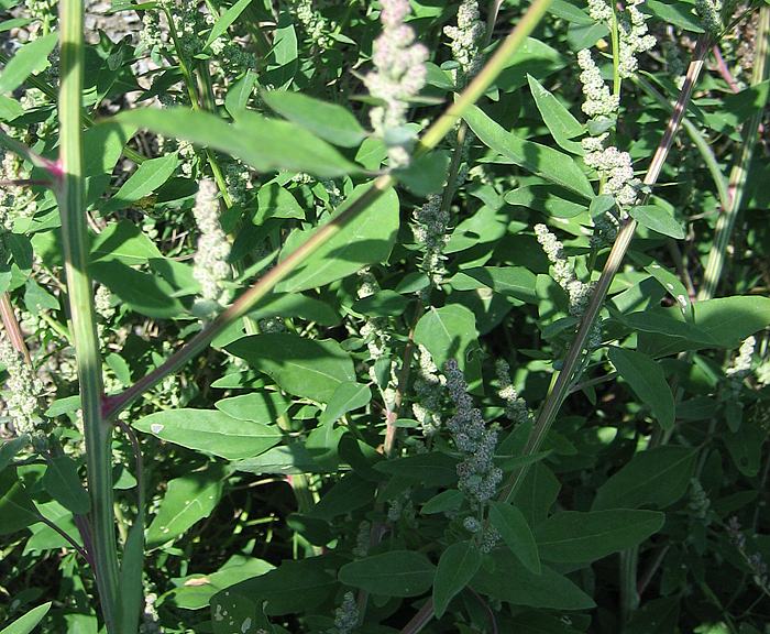 G�nsefu� (Chenopodium album)