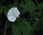 Echte Zaunwinde (Calystegia sepium) [3745 views]