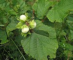 Haselnuss (Corylus avellana) [5095 views]