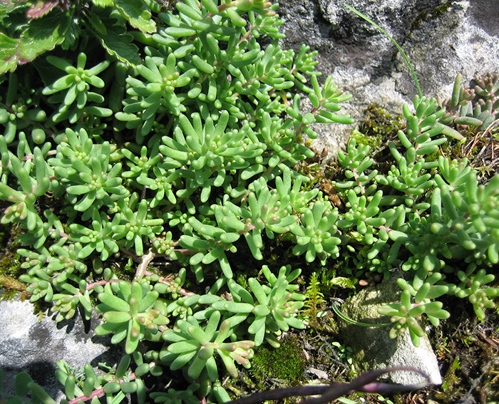 Mauerpfefffer (Sedum album), Wei�er-