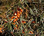 Sanddorn (Hippophae rhamnoides) [3932 views]