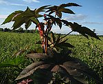 Wunderbaum (Ricinus communis) Ricinus [3858 views]