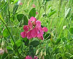 Knollen-Platterbse (Lathyrus tuberosus) [3833 views]