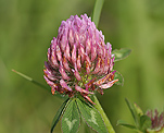 Rotklee (Trifolium pratense) [4077 views]