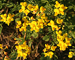 Hornklee (Lotus corniculatus) [4103 views]
