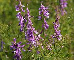 Vogelwicke (Vicia cracca) [3939 views]