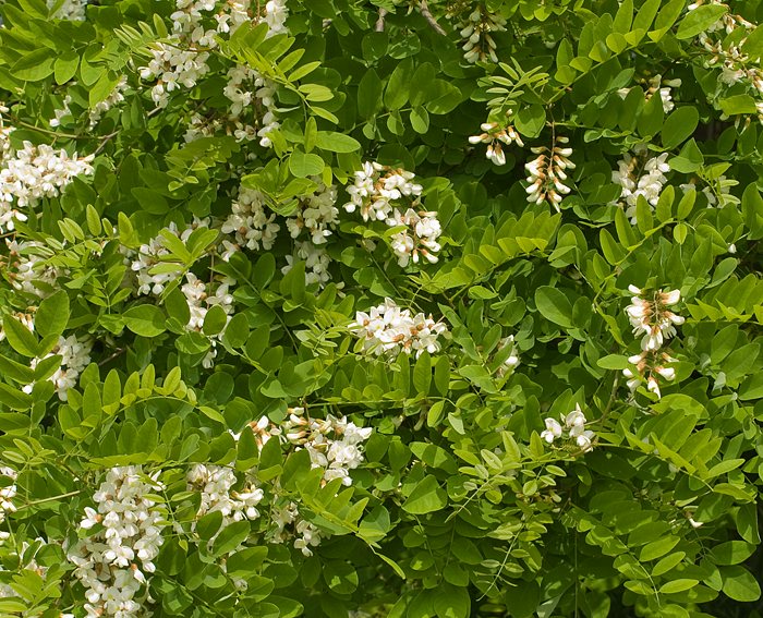 Gew�hnliche Robinie (Robinia pseudoacacia)
