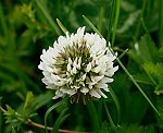 Wei�-Klee (Trifolium repens) [3627 views]