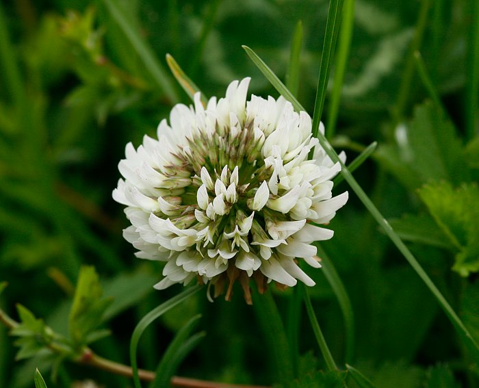Wei�-Klee (Trifolium repens)