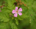 Storchschnabel (Geranium robertianum), Stinkender- [3638 views]