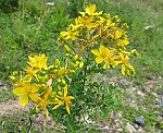 Johanniskraut (Hypericum perforatum) [3839 views]