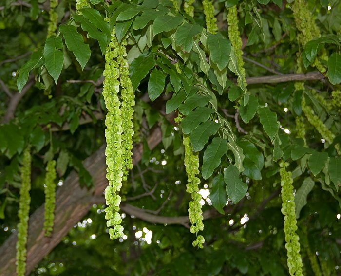 Kaukasische Fl�gelnuss (Pterocarya fraxinifolia)