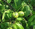 Walnuss (Juglans regia) [3772 views]