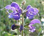 Wiesensalbei (Salvia pratensis) [4384 views]