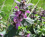 Gefleckte Taubnessel (Lamium maculatum) [4311 views]