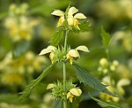 Goldnessel (Lamium galeobdolon) [3460 views]