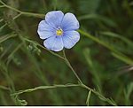 Ausdauernder Lein (Linum perenne) [3508 views]