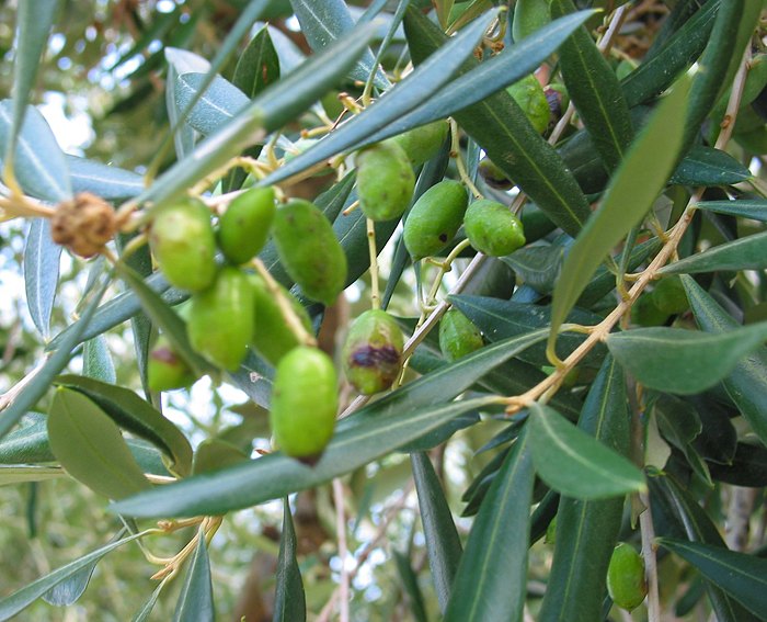 �lbaum (Olea europaea)
